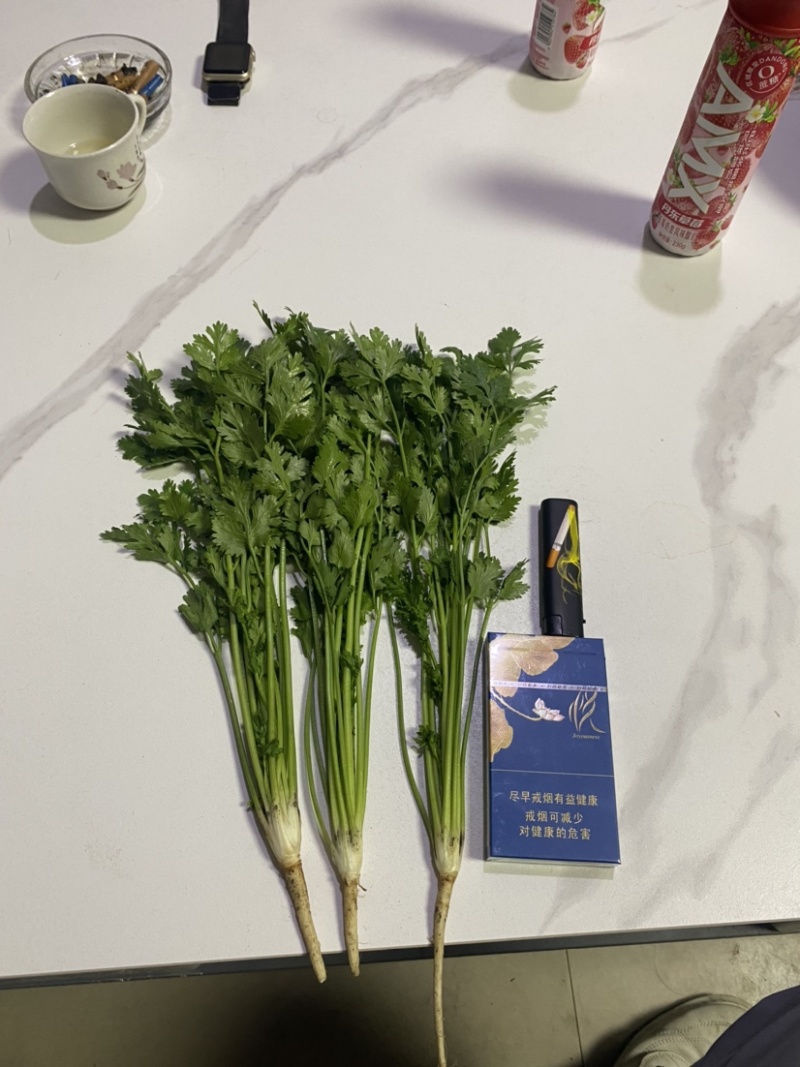 精品小叶铁杆香菜大量上市可加工清洗泡沫箱扎把冷库货