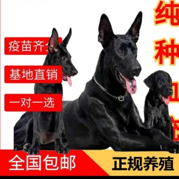 黑狼犬狼犬质量保证纯种保证健康保证平台推荐