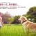 黑狼犬狼犬质量保证纯种保证健康保证平台推荐