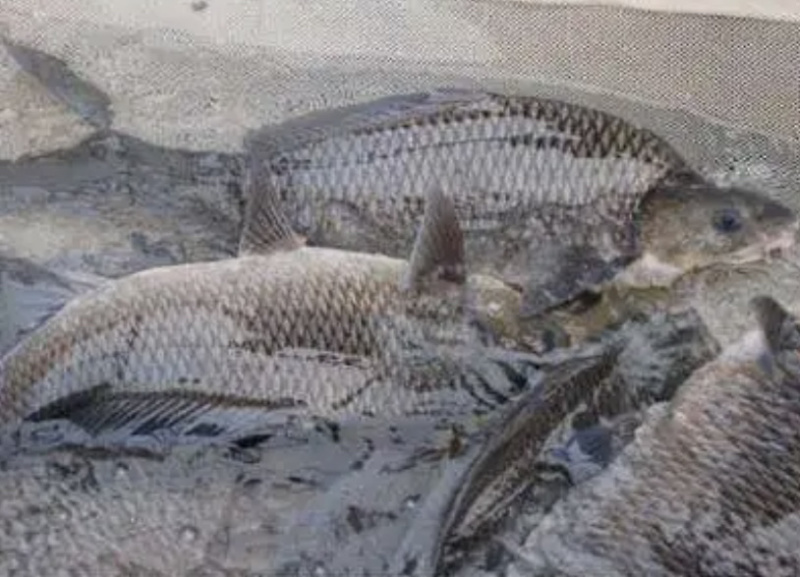 岩鲤