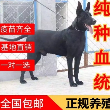 狼犬狗崽狗仔黑狼狗仔小狗保证存活保证健康