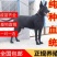 狼犬狗崽狗仔黑狼狗仔小狗保证存活保证健康