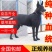狼犬狗崽狗仔黑狼狗仔小狗保证存活保证健康
