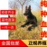 小狗黑狼小狗黑狼幼崽平台推荐质量保证关注度高