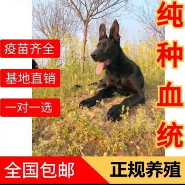 小狗黑狼小狗黑狼幼崽平台推荐质量保证关注度高