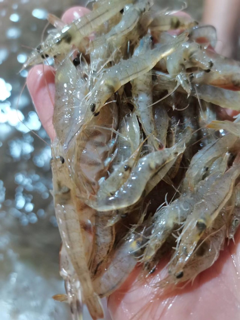 海虾