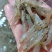 海虾