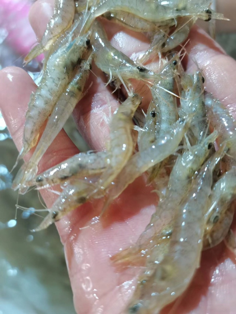 海虾