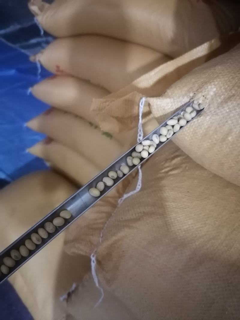 湖北监利早熟大豆