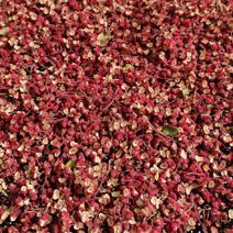 天水大红袍花椒已上市味麻特香颗粒饱满现对接各大平台