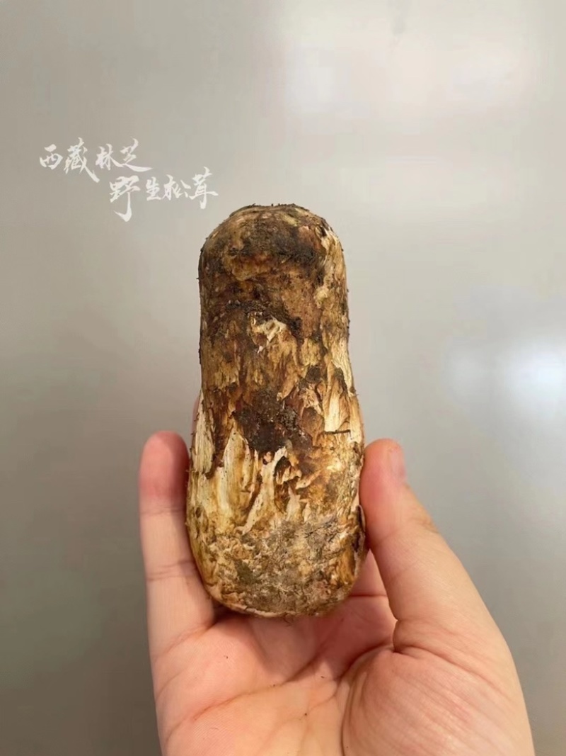 野生松茸
