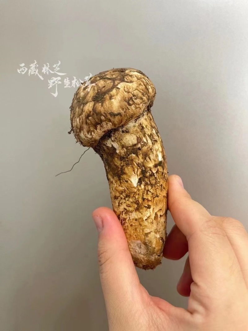 野生松茸