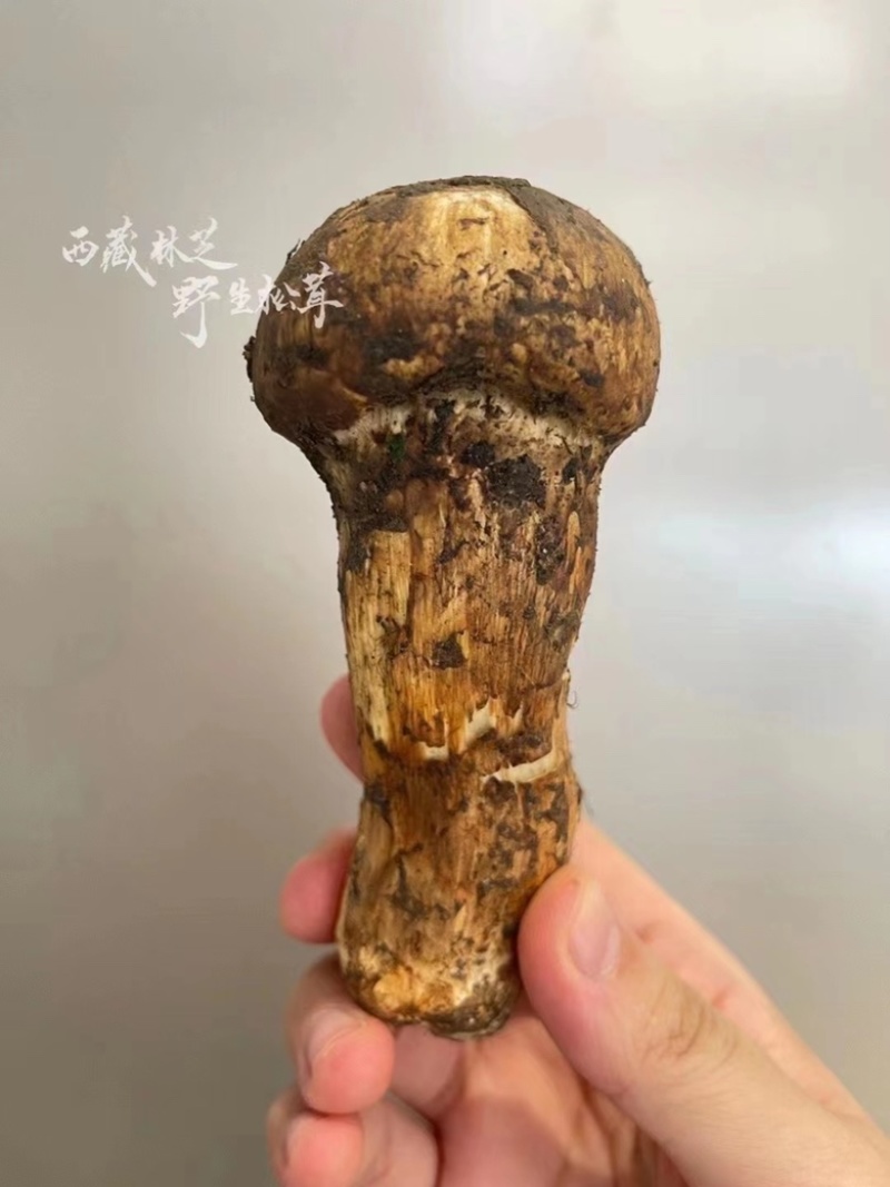 野生松茸