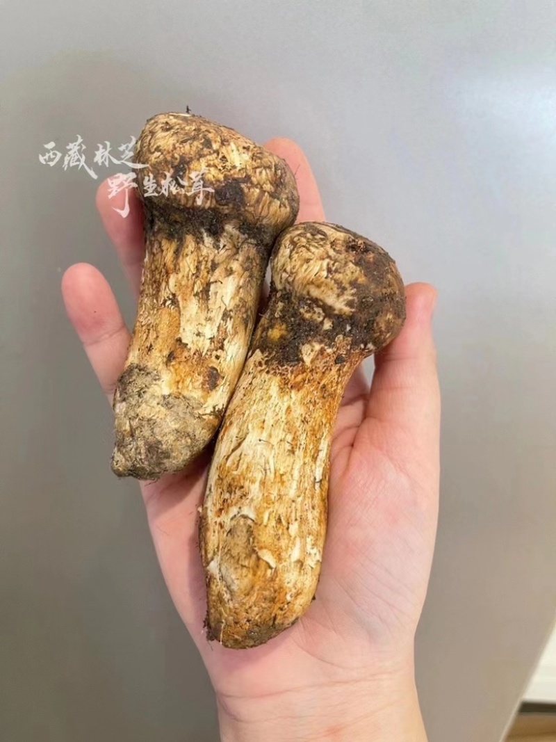 野生松茸