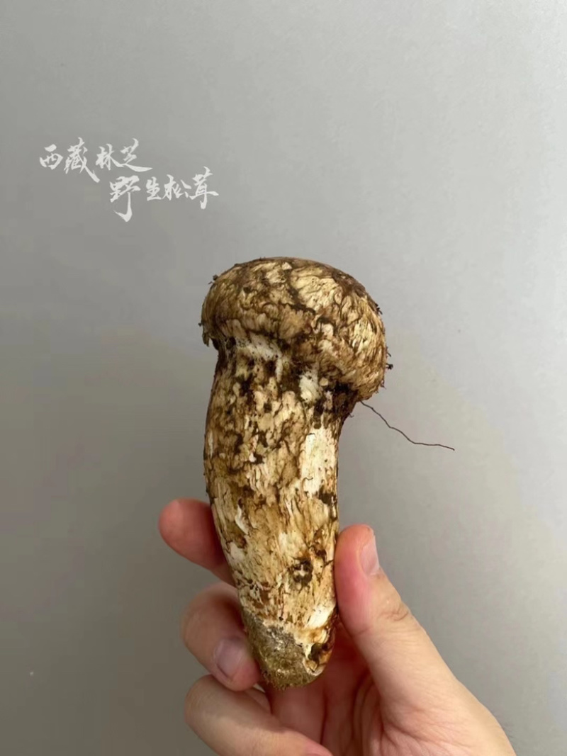 野生松茸