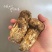 野生松茸