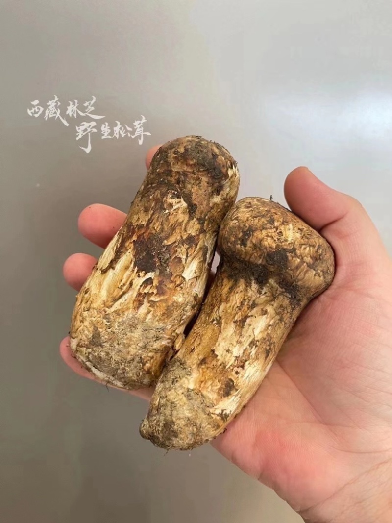 野生松茸