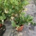 荚迷球兰带花室内庭院阳台好养多年生垂吊植物状态好