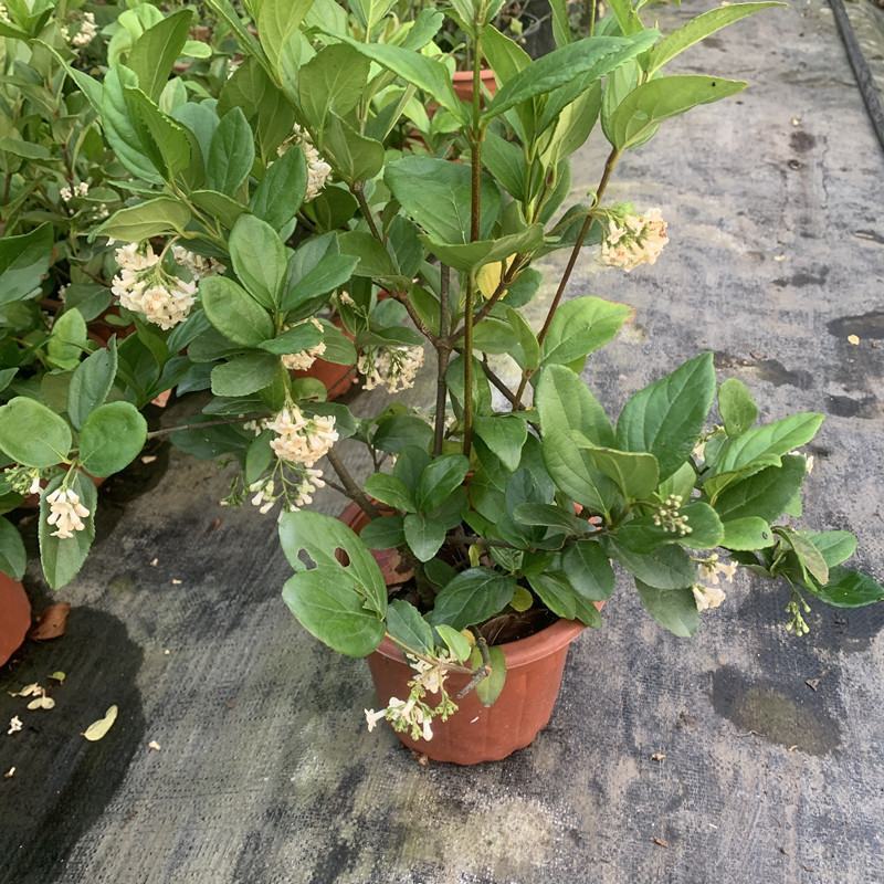 荚迷球兰带花室内庭院阳台好养多年生垂吊植物状态好
