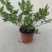 荚迷球兰带花室内庭院阳台好养多年生垂吊植物状态好
