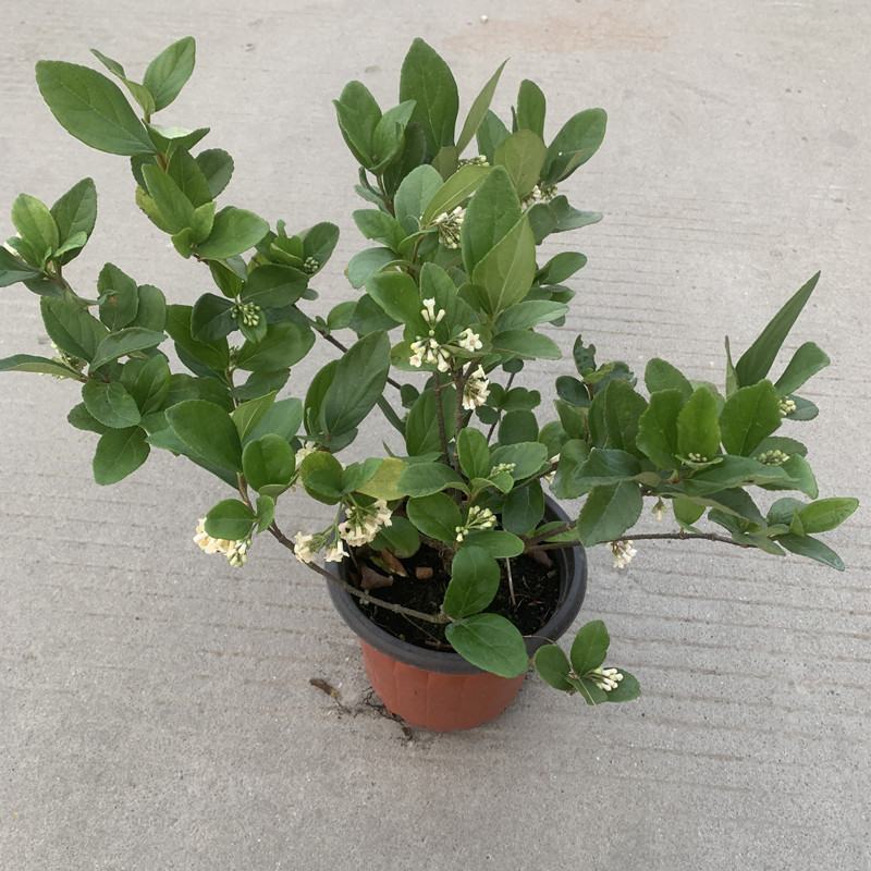 荚迷球兰带花室内庭院阳台好养多年生垂吊植物状态好