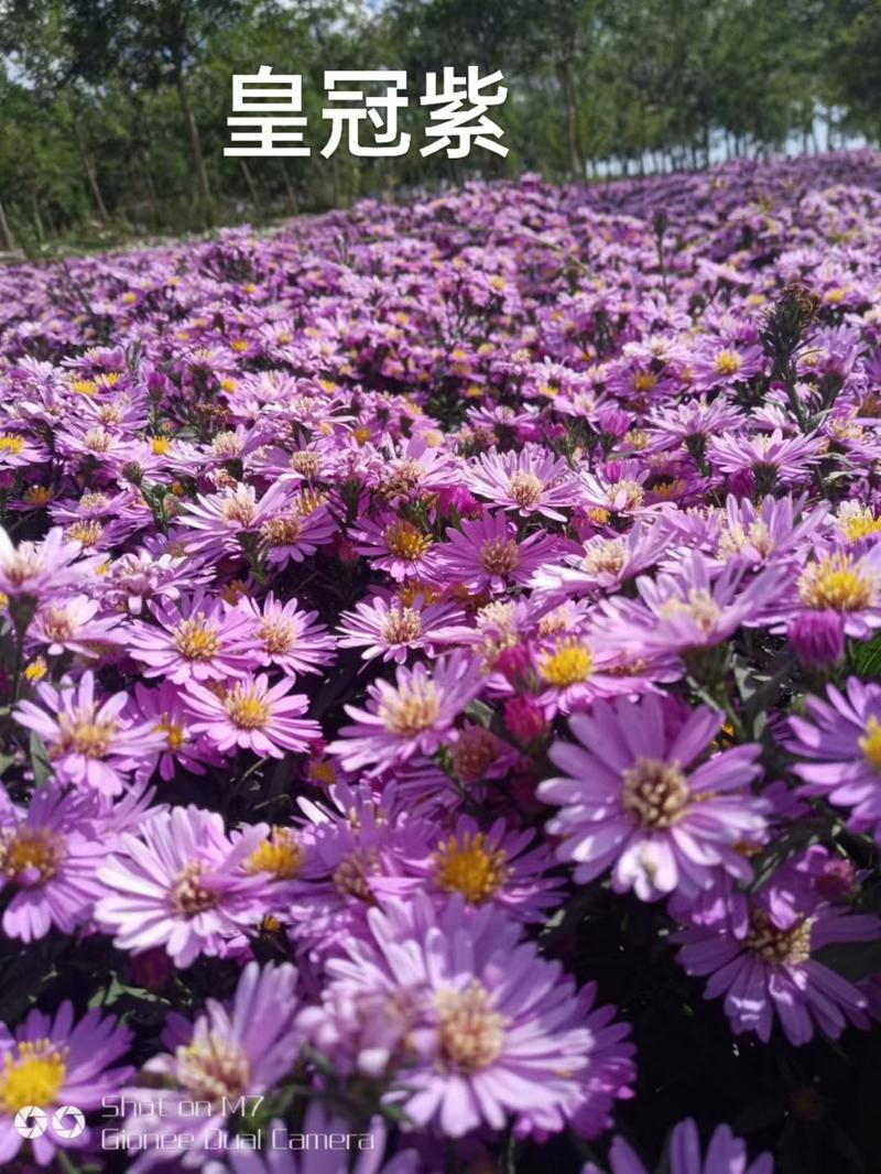 优质荷兰菊，3种颜色，过冬耐寒抗旱多年生宿根花卉。大量现