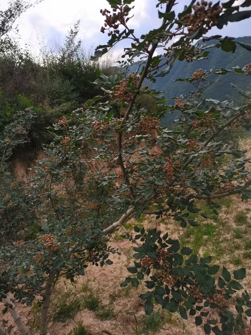 天水大红袍花椒已上市味麻特香颗粒饱满现对接各大平台