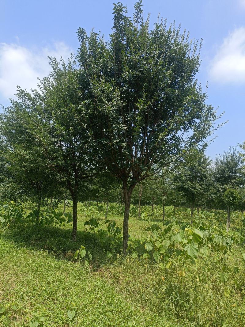 山东流苏绿化苗木牛筋树茶叶树规格齐全欢迎咨询