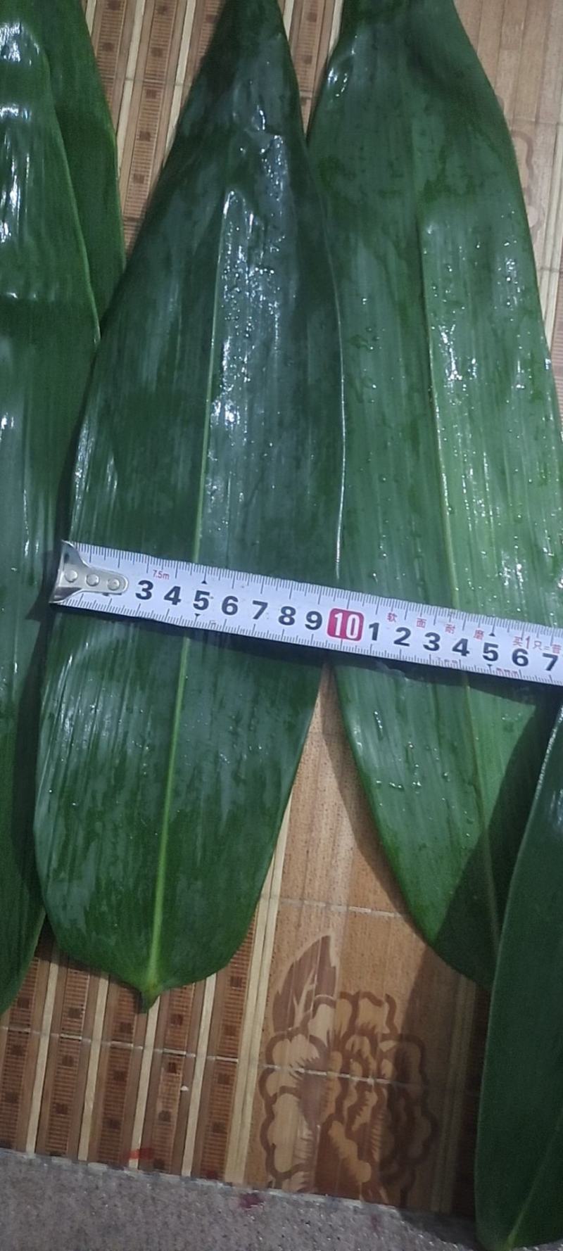 粽叶麻竹叶现货供应