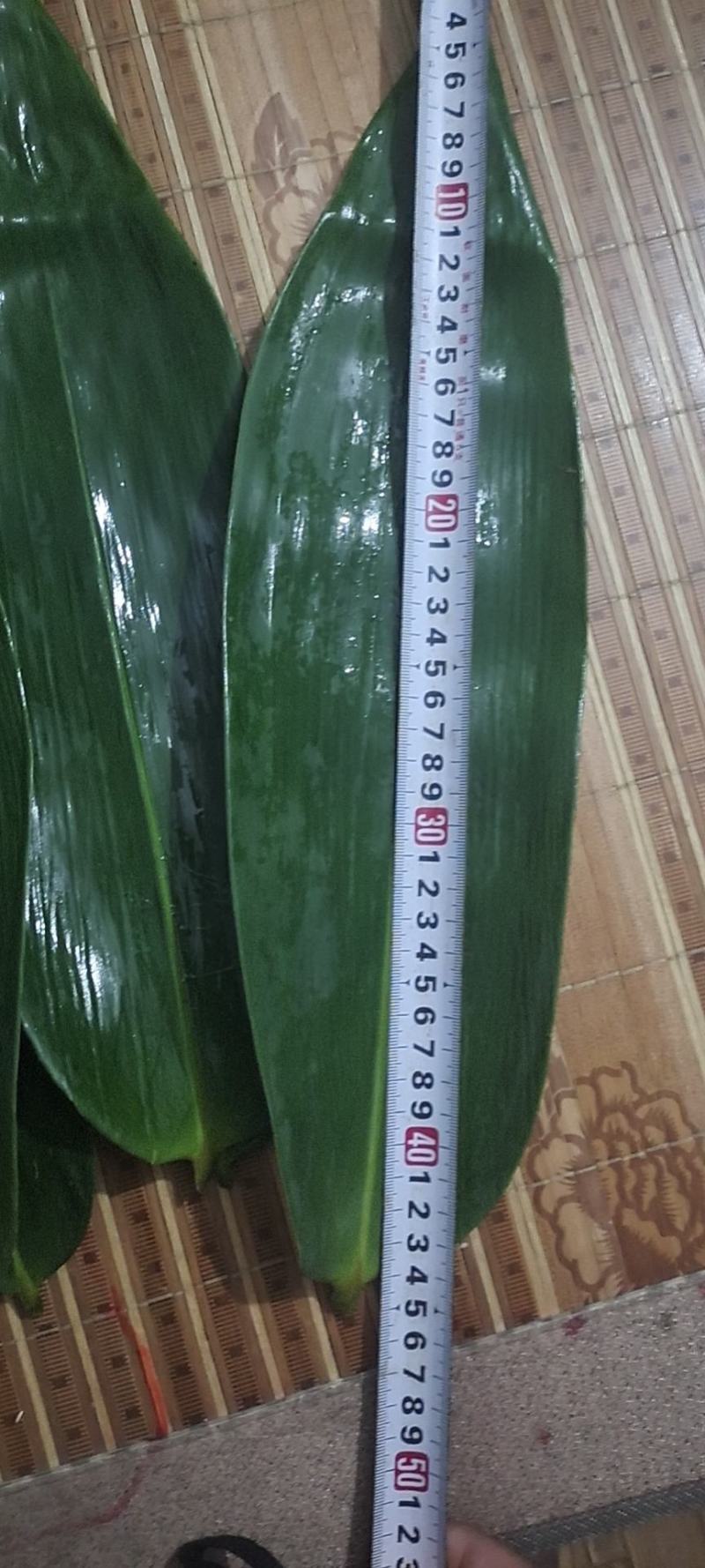 粽叶麻竹叶现货供应