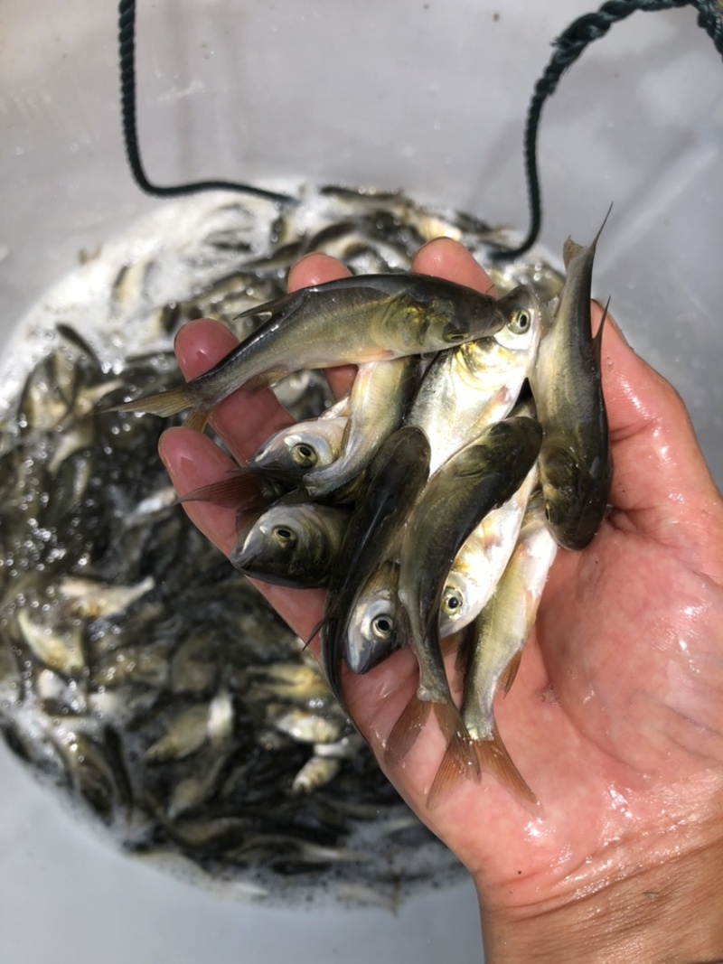 花鲢鳙鱼苗大头鱼胖头灰鲢一斤2~3尾左右常州