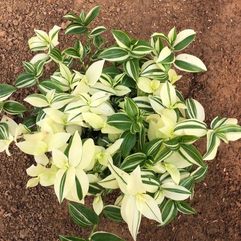 抹茶油画鸭舌兰观叶植物吊兰盆栽花卉绿植室内阳台好养垂吊
