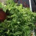 抹茶油画鸭舌兰观叶植物吊兰盆栽花卉绿植室内阳台好养垂吊