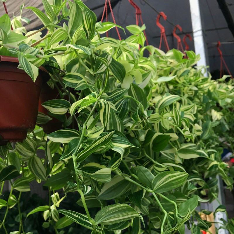 抹茶油画鸭舌兰观叶植物吊兰盆栽花卉绿植室内阳台好养垂吊