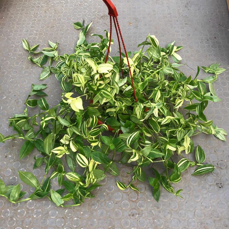 抹茶油画鸭舌兰观叶植物吊兰盆栽花卉绿植室内阳台好养垂吊
