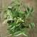 抹茶油画鸭舌兰观叶植物吊兰盆栽花卉绿植室内阳台好养垂吊