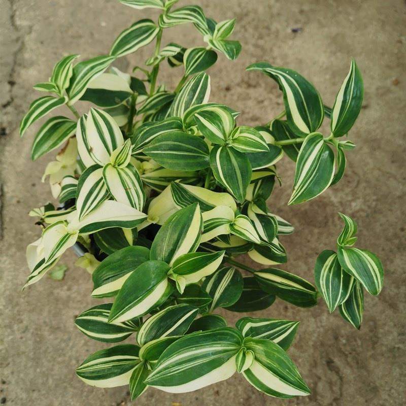 抹茶油画鸭舌兰观叶植物吊兰盆栽花卉绿植室内阳台好养垂吊