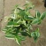 抹茶油画鸭舌兰观叶植物吊兰盆栽花卉绿植室内阳台好养垂吊
