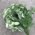 抹茶油画鸭舌兰观叶植物吊兰盆栽花卉绿植室内阳台好养垂吊