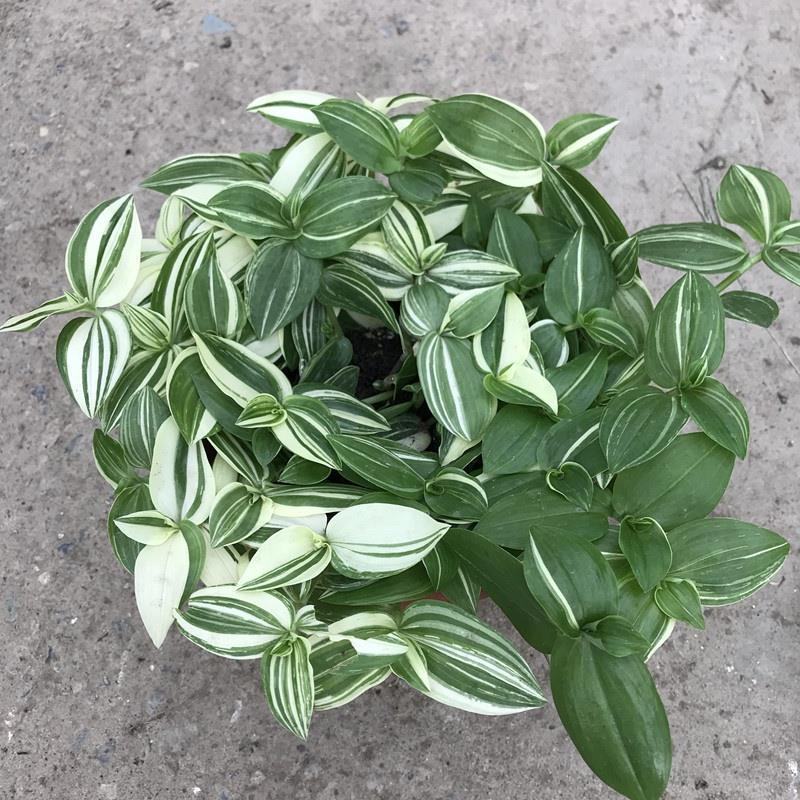 抹茶油画鸭舌兰观叶植物吊兰盆栽花卉绿植室内阳台好养垂吊