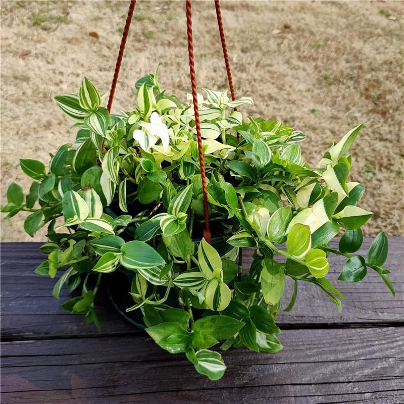 抹茶油画鸭舌兰观叶植物吊兰盆栽花卉绿植室内阳台好养垂吊