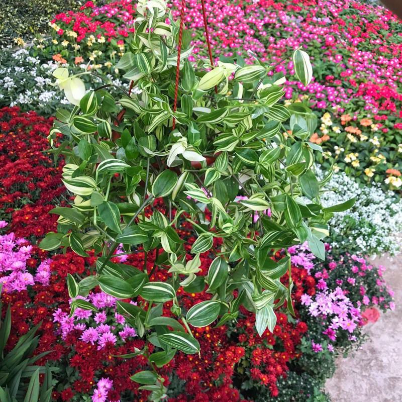 抹茶油画鸭舌兰观叶植物吊兰盆栽花卉绿植室内阳台好养垂吊