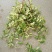 抹茶油画鸭舌兰观叶植物吊兰盆栽花卉绿植室内阳台好养垂吊
