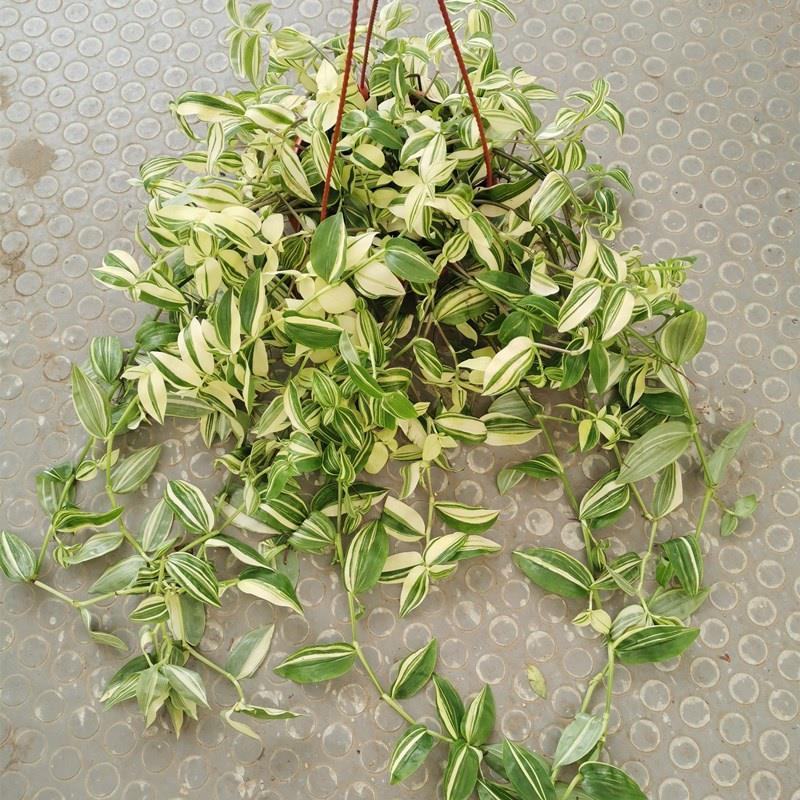 抹茶油画鸭舌兰观叶植物吊兰盆栽花卉绿植室内阳台好养垂吊