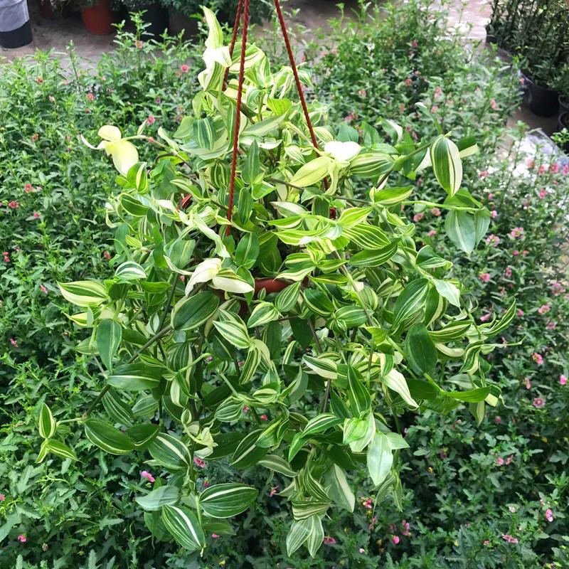 抹茶油画鸭舌兰观叶植物吊兰盆栽花卉绿植室内阳台好养垂吊