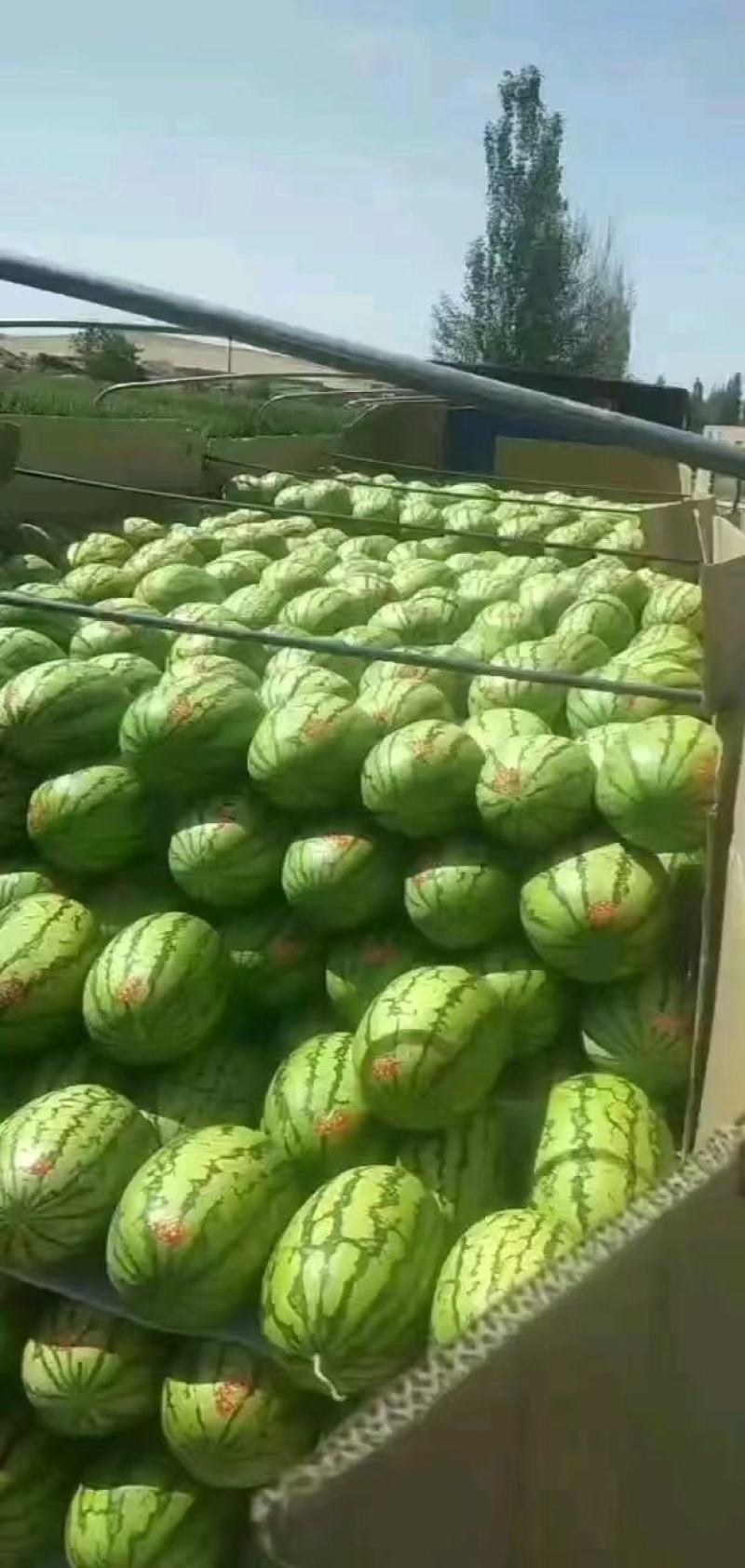 宁夏中卫西瓜，包熟包甜，货源充足，全国代发，正宗石头瓜