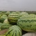 精品宁夏硒砂瓜正宗石头瓜产地直发全国代发诚信经营
