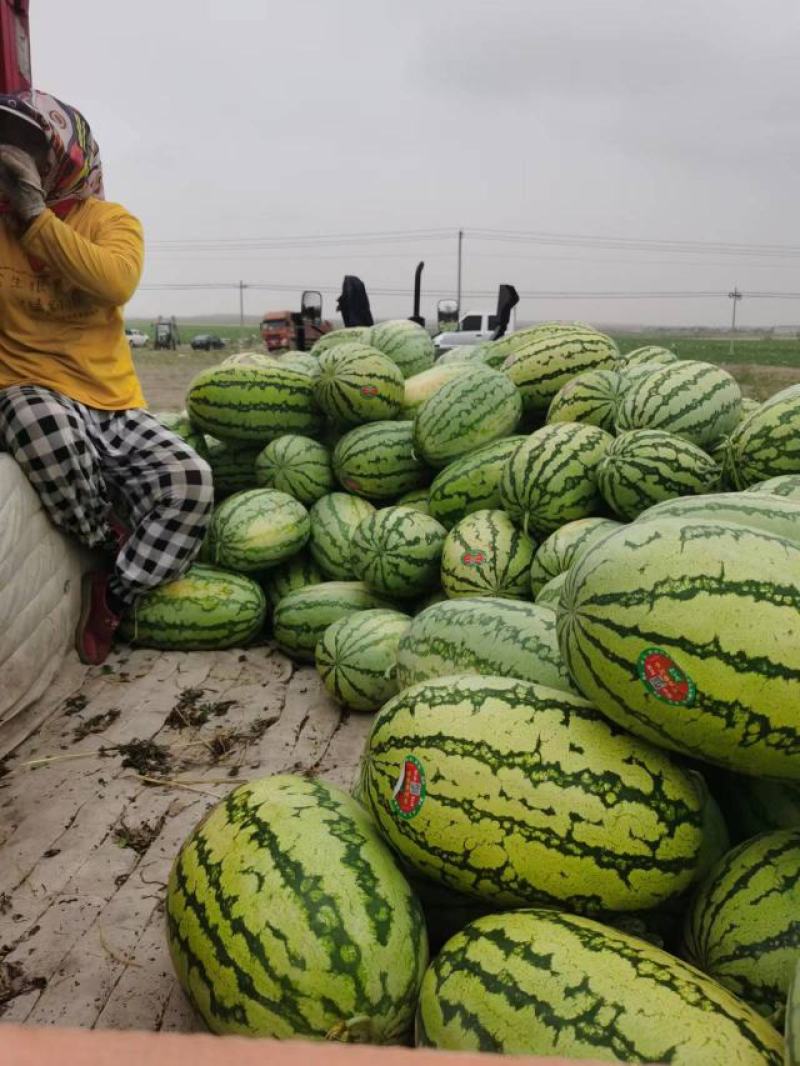 精品宁夏硒砂瓜正宗石头瓜产地直发全国代发诚信经营