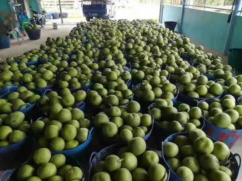 一件代发泰国进口红宝石青柚，量大从优可以全国发货