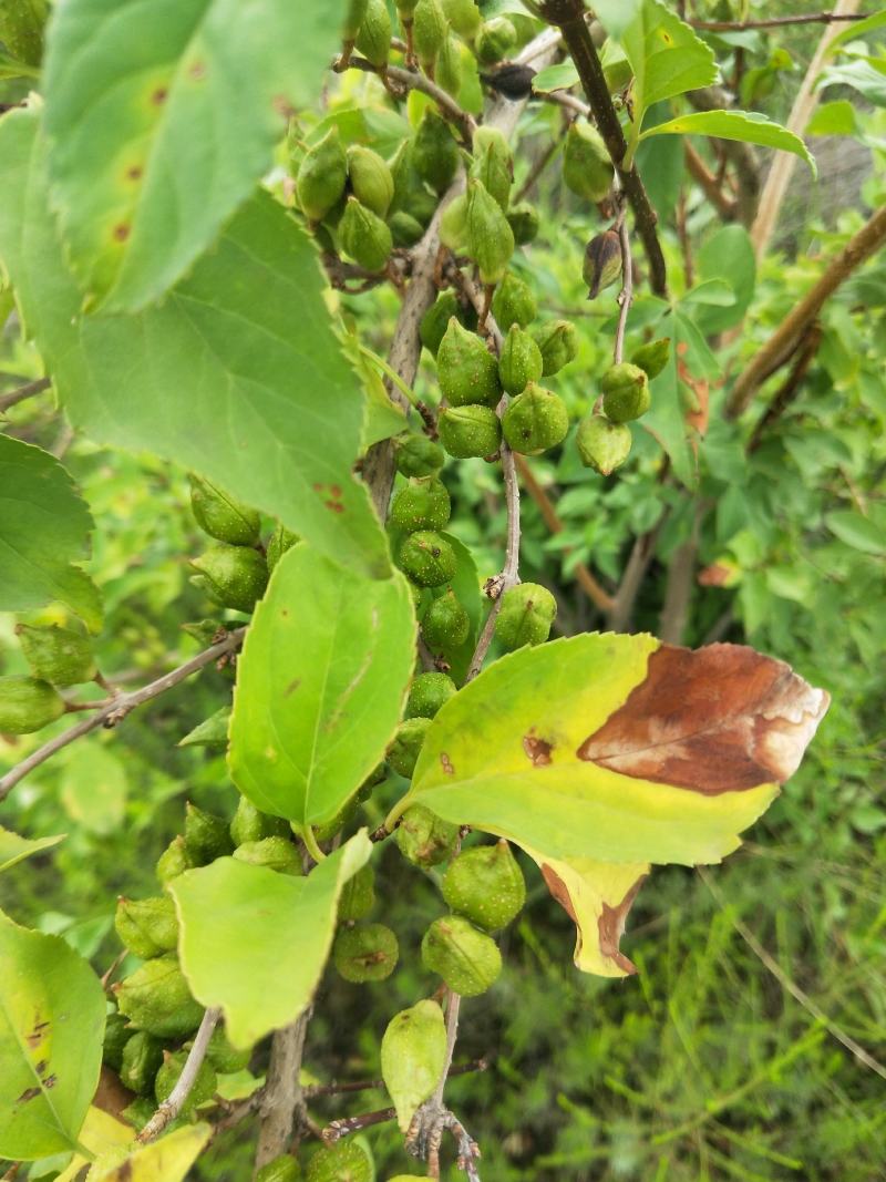 种植青翘，500亩的产量，有需要的老板联系